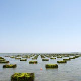 Ö Creek Oysters