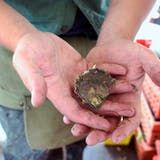 På vilket sätt Oysters Are Grown: A Visit to Island Creek Oysters in Duxsbury, Massachusetts