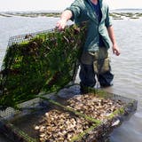 Ö Creek Oysters